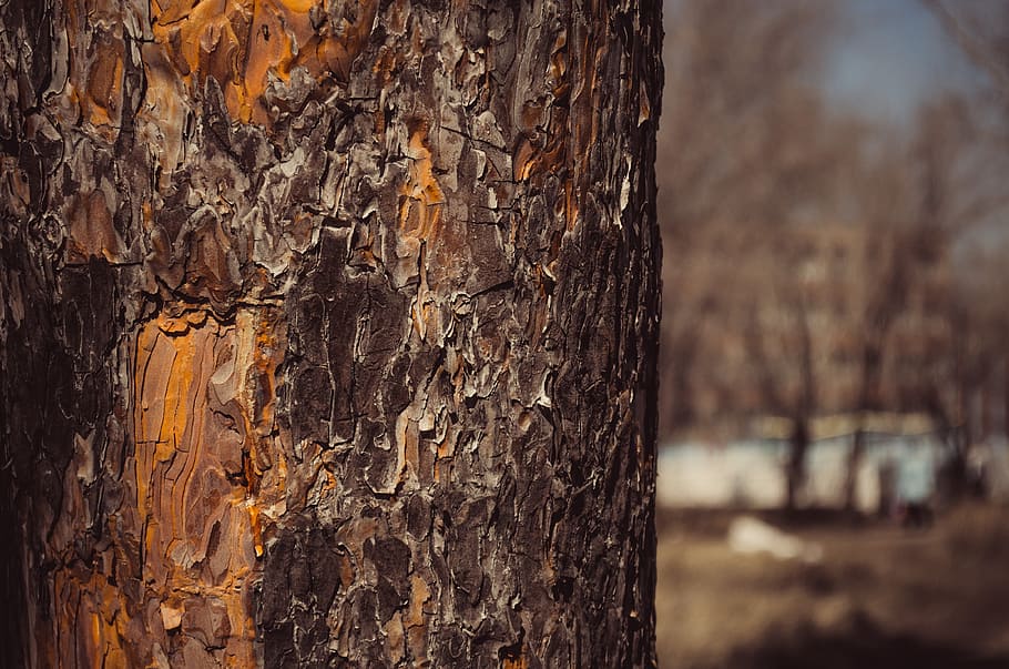 arbre, naturalesa, arbres, escorça, escorça d’un arbre, cel, herba, errors, tronc de l'arbre, tronc, textura, material de fusta, primer pla, centrar-se en primer pla, escorça de la planta, aspre, cap gent, planta, resistent, patró, marró, a l'aire lliure, dia, patró natural, fons, efecte texturat, fusta, bosc, 4K