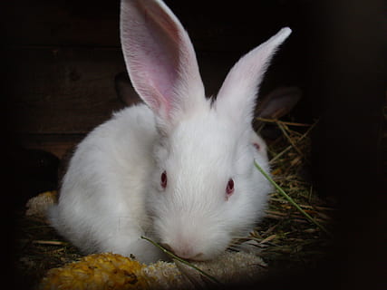 Kaninchen, Hase, Tier, Ostern, Ohr, langohrig, knirschen, Weiß, weißer Hase, Farbe, Häschen, weiße Farbe, ein Tier, Tierthemen, Nahansicht, Haustiere, drinnen, Säugetier, Kaninchen - Tier, inländisch, keine Leute, Wirbeltier, Tierwelt, Nagetier, Tierkörperteil, Tierohr, Porträt, Tierkopf, schwarzer Hintergrund, pflanzenfressend, Whisker, 2K, CC0, gemeinfrei, lizenzfrei