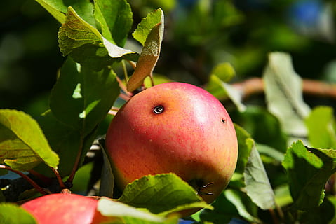 Apfel, defekt, rot, schließen, Obst, Natur, Essen und Trinken, gesundes Essen, Blatt, Lebensmittel, grüne Farbe, Frische, Gemüse, Nahansicht, Pflanzenteil, Wohlbefinden, Pflanze, Wachstum, Apfel - Frucht, selektiver Fokus, keine Leute, Apfelbaum, Tag, reif, draußen, 5K, CC0, gemeinfrei, lizenzfrei