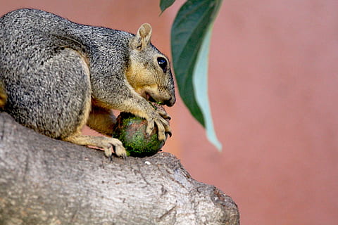 squirrel, squirrel eating, avocado, tree, wild, wildlife, nature, outdoor, eating, mammal, fluffy, animal, animal themes, animal wildlife, one animal, animals in the wild, rodent, no people, rock, rock - object, solid, close-up, chipmunk, day, vertebrate, food, food and drink, 5K, CC0, public domain, royalty free