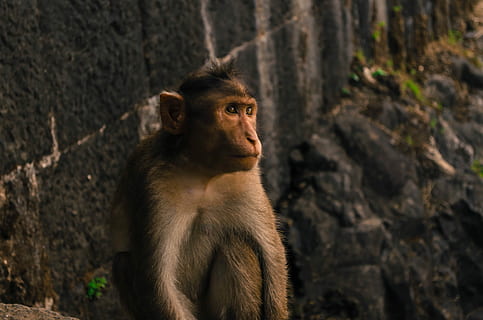 osservazione, scimmia nera, scimmia, parete, zoo, pietra, primate, mammifero, fauna selvatica, animali allo stato selvatico, un animale, nessuno, seduta, vertebrato, analizzare, cercare, guardare, babbuino, giorno, guardando lontano, concentrarsi sulle conoscenze acquisite, solido, natura, contemplazione, 4K, CC0, dominio pubblico, privo di copyright