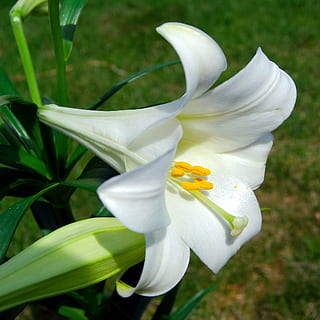 bianca, Giglio, vicino, fotografia, fiore, Pasqua, lilly, pianta fiorita, pianta, fragilità, petalo, vulnerabilità, bellezza nella natura, freschezza, crescita, Colore bianco, avvicinamento, infiorescenza, testa di fiore, natura, giorno, polline, nessuno, concentrarsi sulle conoscenze acquisite, all'aperto, primavera, iris - pianta, 1080P, CC0, dominio pubblico, privo di copyright