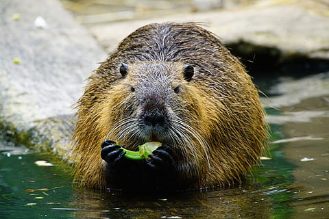 nutria, menja, pebre vermell, llúdriga, un animal, fauna animal, aigua, mamífer, animals a la natura, temes d'animals, animal, retrat, mirant la càmera, dia, naturalesa, humit, vertebrats, cap gent, primer pla, llac, a l'aire lliure, menjar, centrar-se en primer pla, bigotis, 8K, CC0, domini públic, lliure de regalies