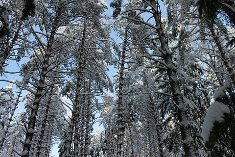 Winter, Wald, Kiefer, Schnee, Winterwald, Baum, keine Leute, Tag, Pflanze, kalte Temperatur, Flachwinkelansicht, Ruhe, Schönheit in der Natur, Land, Natur, Kofferraum, Baumstamm, Himmel, Wachstum, Ast, draußen, Baumkrone, Nadelbaum, 4K, CC0, gemeinfrei, lizenzfrei