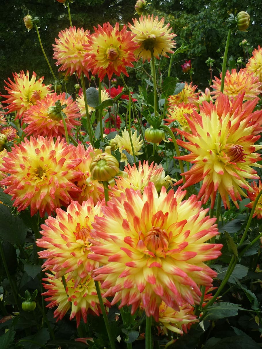 com a gravat, flors, embargament, flors, com a gravat, flor, planta, naturalesa, creixement, bellesa a la natura, frescor, planta amb flors, fragilitat, vulnerabilitat, pètal, cap de flor, inflorescència, primer pla, cap gent, multicolor, vista d’angle alt, full, a l'aire lliure, jardí, dia, primavera, arranjament floral, 2K