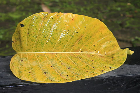 blad, geel, natuur, val blad, deel van de plant, detailopname, geen mensen, focus op de voorgrond, bladader, herfst, dag, buitenshuis, fabriek, fruit, natuurlijk patroon, water, laten vallen, schoonheid in de natuur, enkel object, versheid, puurheid, 4K, CC0, publiek domein, royaltyvrij