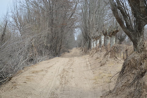 Ansichten, Landschaft, Winter, Straße, Wald, einspurige Straße, Baum, Tag, kahler Baum, der Weg nach vorn, Richtung, Pflanze, keine Leute, Ruhe, Schmutz, Natur, Schotterstraße, abnehmende Perspektive, Land, Fußweg, Szenen - Natur, draußen, ruhige Szene, Nicht-städtische Szene, von Bäumen gesäumt, 5K, CC0, gemeinfrei, lizenzfrei