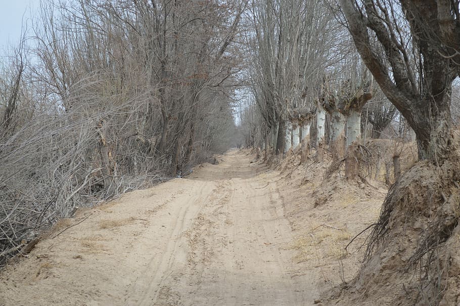 vistes, paisatge, hivern, carretera, bosc, carretera de carril únic, arbre, dia, arbre nu, el camí a seguir, direcció, planta, cap gent, tranquil·litat, brutícia, naturalesa, Carretera bruta, perspectiva decreixent, terra, sendera, escenics - natura, a l'aire lliure, escena tranquil·la, escena no urbana, treelined, 5K