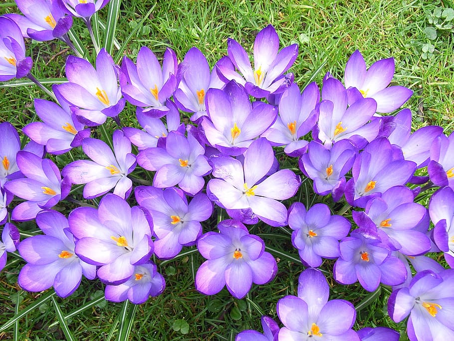 kvetoucí, nachový, crocus květiny, krokus, květ, fialový, jaro, flóra, květinový, sezóna, zahrada, růst, nikdo, venku, den, kvetoucí rostlina, rostlina, svěžest, křehkost, krása v přírodě, zranitelnost, okvětní lístek, detail, Příroda, vysoký úhel pohledu, květenství, květu hlavy, tráva, pole, přistát, pyl, záhon, 2K