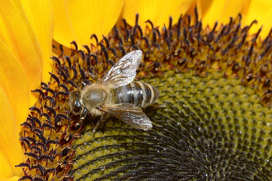 gris, groc, abella, flor, insecte, tancar, florir, naturalesa, pol·len, estiu, plena floració, jardí, flor de sol, planta de jardí, flor groga, groc brillant, flora, planta, ala, nèctar, fauna animal, invertebrat, temes d'animals, animal, animals a la natura, un animal, bellesa a la natura, primer pla, creixement, planta amb flors, cap gent, cap de flor, polinització, ala dels animals, a l'aire lliure, papallona - insecte, 5K