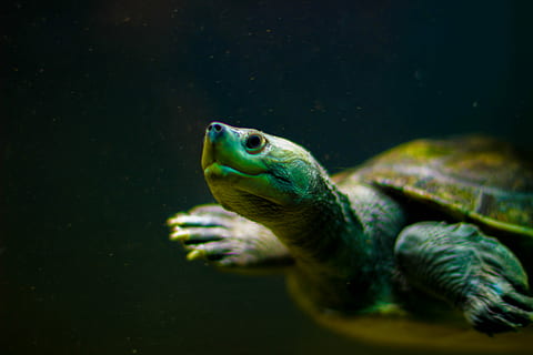 detailní, fotografie, zelená, béžový, želva, zvíře, shell, zoo, zvířat, jednoho zvířete, zvířata ve volné přírodě, obratlovců, plavání, moře, voda, pod vodou, mořský život, námořní, zvířata v zajetí, plaz, nikdo, detail, Ryba, nádrž, zvířecí hlavy, podmořský, zvířecí oko, 5K, CC0, veřejná doména, bez autorských práv