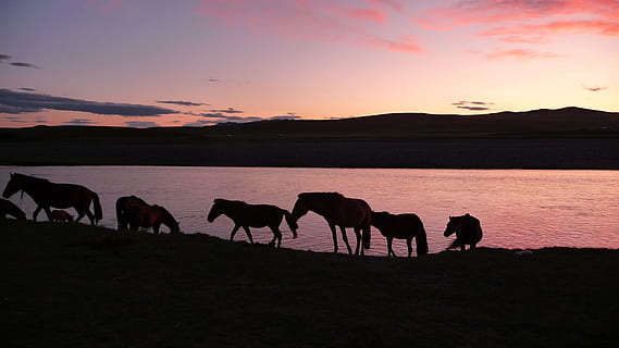 silhouette, cavalli, corpo, acqua, entro, catena montuosa, d'oro, ora, tramonto, Mongolia, temi animali, animale, cielo, fauna selvatica, mammifero, gruppo di animali, animali domestici, animali allo stato selvatico, natura, bellezza nella natura, ambiente, paesaggio, domestico, vertebrato, nessuno, la tranquillità, all'aperto, mandria, 2K, CC0, dominio pubblico, privo di copyright