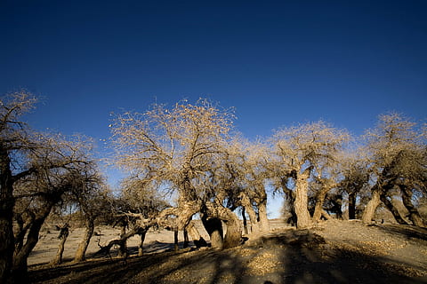 populus, inverno, deserto, albero, pianta, cielo, natura, blu, paesaggio, mammifero, ambiente, cielo sereno, scenics - natura, giorno, terra, nessuno, temi animali, gruppo di animali, animale, bellezza nella natura, la tranquillità, luce del sole, animali domestici, all'aperto, mandria, 4K, CC0, dominio pubblico, privo di copyright