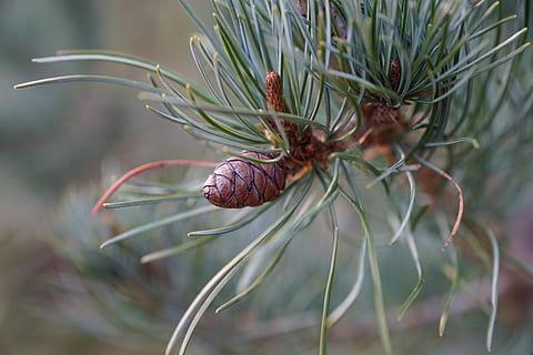 pi, arbre, naturalesa, macro, verd, aixeta, picea, planta, jardí, créixer, bosc, primavera, fragància, aroma, perfum, substància activa, cosmètics, spa, bellesa, bonic, cel·lular, Dia de les dones, Pasqua, Pentecosta, parc, relaxació, primer pla, creixement, centrar-se en primer pla, cap gent, dia, arbre de coníferes, pinàcies, marró, bellesa a la natura, enfocament selectiu, a l'aire lliure, pinya de pi, menjar i beguda, color verd, menjar, part de la planta, agulla - part de la planta, 5K, CC0, domini públic, lliure de regalies
