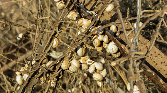 scoici, melc, colonie, sârmă, metal, ruginit, prăfuit, gard, secetă, plantă, natură, a închide, nici o persoana, zi, uscat, copac, să se concentreze asupra primelor elemente, alimente, lumina soarelui, în aer liber, mancare si bautura, animal, teren, parte a plantelor, animale sălbatice, creştere, plante uscate, frunze, maro, planta moartă, 4K, CC0, domeniu public, fără drepturi de autor