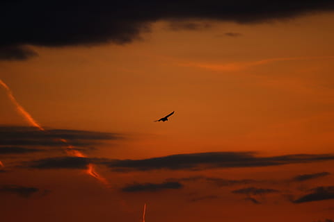paukštis, bendras buzzardas, buzzards, buzzard, plėšrusis paukštis, raptorius, mėsėdžiai, pobūdį, gyvūnas, skristi, medžiotojas, plunksna, padaras, gyvūnų pasaulį, plėšrūnas, sparnas, skrydis, pelkė, laukinių paukščių, karaliaus buzzard, paukščių, saulėlydis, abendrod, kraštovaizdį, dangus, debesys, saulė, raudona, emocinis, darni, svajones, siela, oranžinė spalva, gyvūnams, skraidantis, gyvūnų temos, gyvūnų gyvūnija, stuburiniai, vienas gyvūnas, siluetas, grožis gamtoje, debesis - dangus, vaizdai - gamta, nėra žmonių, ramybė, ramioje scenoje, vidurio oro, romantiškas dangus, 5K, CC0, Viešasis domenas, nemokamai