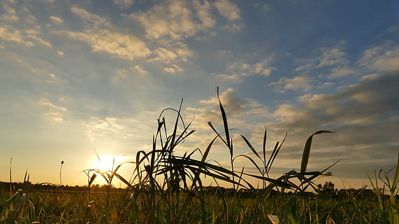 outono, natureza, por do sol, humor, Outono dourado, panorama, campo, humor de outono, outubro de ouro, leve, nuvem - céu, céu, plantar, beleza na natureza, scenics - natureza, tranquilidade, crescimento, cena tranquila, ninguém, terra, Dom, luz solar, grama, agricultura, cena não urbana, ao ar livre, grama timóteo, grama do marram, 5K, CC0, domínio público, royalty free