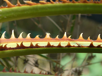 spine, rosa, foglia, marrone arancio, verde, washingtonia filifera, inteligente, coperto di spine, Giacomo, fronde di palma, palmo di Washington, palmo della mano, verde chiaro, spina, fibra bianca, le foglie, dente, acuto, rinforzati, california washingtonpalme, washingtonie multi-threaded, palma, vicino, flora, botanica, avvicinamento, nessuno, giorno, metallo, messa a fuoco selettiva, natura, concentrarsi sulle conoscenze acquisite, animale, modello, temi animali, all'aperto, un animale, animali allo stato selvatico, fauna selvatica, freschezza, cibo, vertebrato, colore verde, cibo e bevande, primo piano estremo, 2K, CC0, dominio pubblico, privo di copyright