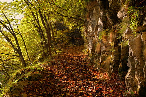 excursie, pădure, toamnă, traseu, Munte, calea europeană, e5, Lessinia, Italia, copac, teren, plantă, liniște, frumusețe în natură, creştere, natură, nici o persoana, calea de urmat, o scenă liniștită, cărare, direcţie, zi, scenă non-urbană, scenice - natura, murdărie, în aer liber, Schimbare, 5K, CC0, domeniu public, fără drepturi de autor