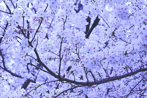 Nahansicht, Foto, Kirsche, Blüten, weiße Blumen, lila, Schwarzkirsche, Kirschblüten, Blume, Baum, Ast, blühen, Natur, Hintergründe, Blau, Makro, Blatt, grüne Farbe, keine Leute, Pflanze, blühende Pflanze, Schönheit in der Natur, Zerbrechlichkeit, Verletzlichkeit, Frische, Wachstum, Frühling, Flachwinkelansicht, Tag, Vollbild, pinke Farbe, Ruhe, draußen, Kirschblüte, Blütenkopf, Kirschbaum, 2K, CC0, gemeinfrei, lizenzfrei