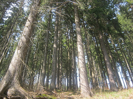 foresta della Turingia, foresta, Turingia Germania, abete rosso, alto, ripido, prospettiva, Rennsteig, albero, pianta, terra, la tranquillità, bellezza nella natura, crescita, tronco, tronco d'albero, bosco, Inquadratura dal basso, natura, giorno, scena tranquilla, nessuno, scena non urbana, scenics - natura, luce del sole, all'aperto, colore verde, bambù - pianta, bosco di pini, albero di conifere, 2K, CC0, dominio pubblico, privo di copyright