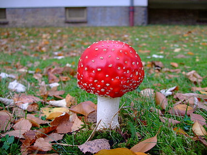 agarica de mosca, toadstool, tòxics, vermell, bolets, fong, bolet agàric de mosca, creixement, terra, vegetals, menjar, planta, camp, herba, primer pla, cap gent, naturalesa, dia, bellesa a la natura, part de la planta, full, centrar-se en primer pla, a l'aire lliure, 2K, CC0, domini públic, lliure de regalies