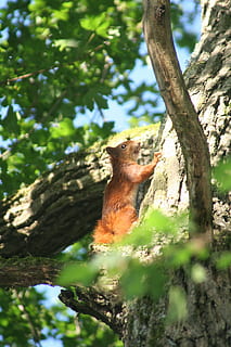 esquilo, árvore, floresta, temas animais, um animal, animal, plantar, mamífero, tronco de árvore, tronco, animais em estado selvagem, animais selvagens, vertebrado, dia, natureza, ninguém, ramo, roedor, luz solar, ao ar livre, focar em primeiro plano, 2K, CC0, domínio público, royalty free