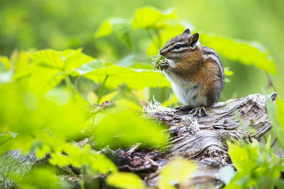 esquirol, superior, arbre, tija, menjar, herba, ardilla, registre, sòl, pelut, cua peluda, bonic, vida salvatge, naturalesa, salvatge, rosegador, animal, a l'aire lliure, mamífer, bosc, animals a la natura, color verd, petit, marró, temes d'animals, fauna animal, un animal, vertebrats, enfocament selectiu, planta, cap gent, terra, part de la planta, dia, full, 1080P
