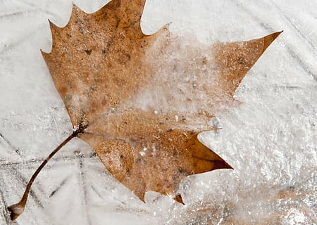 congelato, acero, foglia, inverno, natura, freddo, gelo macinato, cristallo, ghiacciato, foglia di acero, gelido, brina, pianta, stagione, autunno, la neve, sfondi, temperatura fredda, nessuno, Colore bianco, avvicinamento, ghiaccio, Stingray, all'aperto, giorno, carta, acqua, animale, vista dall'alto, temi animali, mare, 2K, CC0, dominio pubblico, privo di copyright