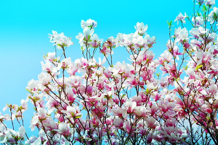 blossom, sky, spring, flower, flowering plant, plant, beauty in nature, growth, freshness, fragility, vulnerability, pink color, low angle view, nature, tree, blue, day, no people, springtime, branch, close-up, flower head, cherry blossom, bunch of flowers, cherry tree, 5K