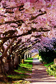 leeren, Straße, Rosa, Kirsche, blühen, Bäume, tagsüber, Kirschblütenbäume, Blüten, Frühling, Bürgersteig, Seattle, Stadt, sonnig, Tunnel, Blume, Baum, pinke Farbe, Natur, Pflanze, Wachstum, blühende Pflanze, der Weg nach vorn, Schönheit in der Natur, Frische, Richtung, keine Leute, Tag, Zerbrechlichkeit, draußen, Fußweg, Park, Park - menschgemachter Raum, Kirschblüte, abnehmende Perspektive, Kirschbaum, Baumkrone, 4K, CC0, gemeinfrei, lizenzfrei