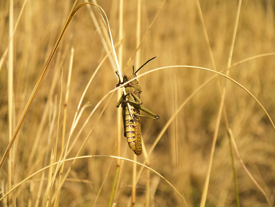 locusta, insetto, cavalletta, peste, agricoltura, natura, pianta, un animale, fauna selvatica, animale, animali allo stato selvatico, temi animali, concentrarsi sulle conoscenze acquisite, avvicinamento, giorno, erba, crescita, pianta di cereali, invertebrato, nessuno, all'aperto, messa a fuoco selettiva, campo, terra, filo d'erba, farfalla - insetto, 4K