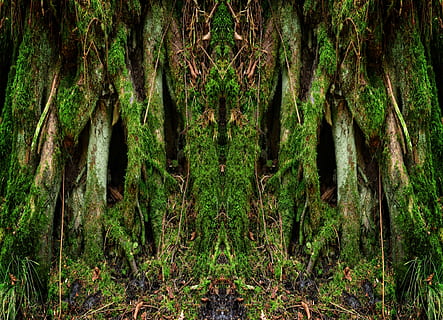 velho, raiz da árvore, natureza, registro, plantar, raiz, disforme, morsch, estrutura, raiz antiga, apodrece, decair, intemperizado, musgo, árvore, floresta, cor verde, ao ar livre, floresta tropical, tronco de árvore, tronco, crescimento, terra, ninguém, tranquilidade, beleza na natureza, dia, quadro completo, cena tranquila, origens, campo, 4K, CC0, domínio público, royalty free