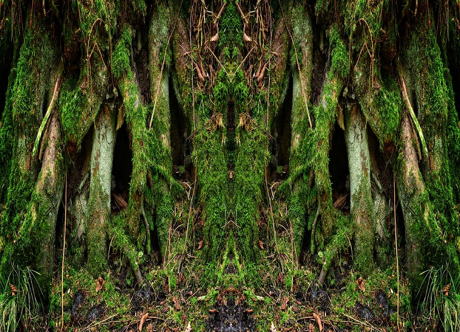 vell, arrel de l’arbre, naturalesa, registre, planta, arrel, deformes, boca, estructura, arrel antiga, podridura, decaïment, resistent, molsa, arbre, bosc, color verd, a l'aire lliure, pluja tropical, tronc de l'arbre, tronc, creixement, terra, cap gent, tranquil·litat, bellesa a la natura, dia, marc complet, escena tranquil·la, fons, camp, selva tropical, 4K