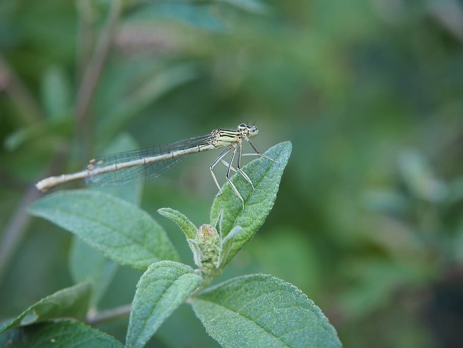 Libelle, Insekt, Blatt, schließen, Natur, Flügel, Zauberstab Libelle, Kreatur, Tiere, Garten, Buchse, wirbellos, Tiere in freier Wildbahn, Tierwelt, Tierthemen, Tier, ein Tier, Pflanzenteil, grüne Farbe, Fokus auf den Vordergrund, Nahansicht, Pflanze, Tag, Wachstum, Damselfly, keine Leute, Tierflügel, draußen, 4K