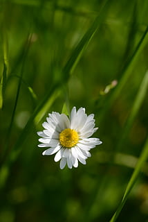 blomst, sol, hvid, natur, blomstre, flor, sommer, gul, plante, lyse, forår, smuk, eng, smuk blomst, opvågnen, daisy, forbigående, blomstrende plante, friskhed, skønhed i naturen, sårbarhed, skrøbelighed, hvid farve, kronblad, vækst, blomsterhoved, blomsterstand, tæt på, dag, ingen mennesker, pollen, grøn farve, udendørs, 5K, CC0, offentligt domæne, royaltyfrie