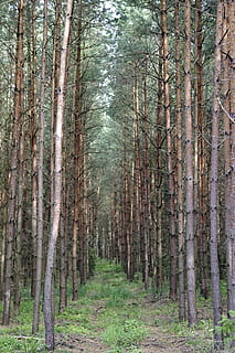 picea, arbre, pi, bosc, alt, europa, verd, naturalesa, full, polipodía, el rerefons, la delicadesa, falgueres, falguera, gęstwina, terra, planta, tronc, tronc de l'arbre, creixement, tranquil·litat, escena tranquil·la, bellesa a la natura, cap gent, escenics - natura, escena no urbana, dia, a l'aire lliure, paisatge, medi ambient, idíl·lic, treelined, bambú - planta, 4K, CC0, domini públic, lliure de regalies