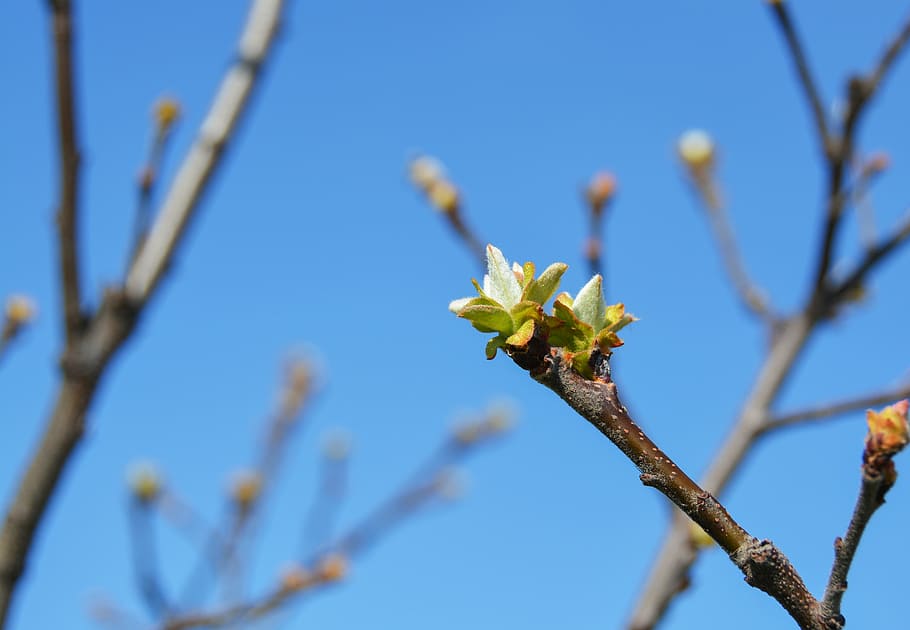 brot, codony, primavera, arbre, naturalesa, branca, cel, planta, a l'aire lliure, blau, flor, temporada, full, planta amb flors, bellesa a la natura, creixement, centrar-se en primer pla, primer pla, cel clar, dia, fragilitat, frescor, cap gent, vista d’angle baix, vulnerabilitat, cap de flor, 4K