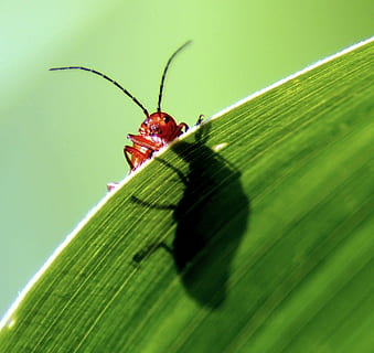 bille, sonde, majs, blad, makro, rød, kravle, tæt, grøn, natur, soldatbille, væsen, insekt, dyr verden, makrofotografering, dyr, Mark, mollusk, dyreliv fotografering, fauna, sommer, dyreportræt, hoved, hvile, øjne, grøn farve, dyreliv, dyre temaer, dyr i naturen, hvirvelløse, et dyr, plante del, tæt på, ingen mennesker, dag, selektiv fokusering, plante, udendørs, zoologi, dyr kropsdel, leddyr, græsblad, 1080P, CC0, offentligt domæne, royaltyfrie