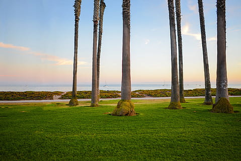 grau, braun, Bäume, Strand, Gras, Feld, Pfad, Himmel, Sonnenschein, Ozean, Pflanze, Natur, Szenen - Natur, Schönheit in der Natur, Wasser, keine Leute, Land, Umgebung, Meer, Horizont, Ruhe, wolke - himmel, Landschaft, grüne Farbe, ruhige Szene, Tag, idyllisch, draußen, Horizont über Wasser, 1080P, CC0, gemeinfrei, lizenzfrei