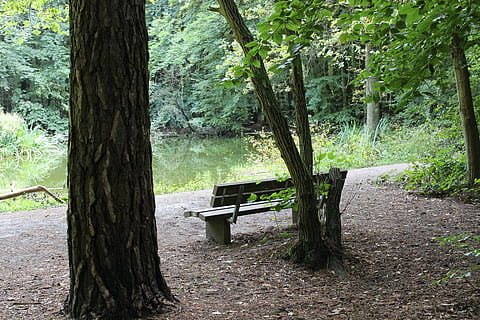 bosc, estany, banc, piscines, arbres, estany forestal, idil·li, arbre, tronc de l'arbre, naturalesa, cap gent, planta, tronc, terra, seient, bellesa a la natura, creixement, tranquil·litat, color verd, escena tranquil·la, dia, material de fusta, escena no urbana, escenics - natura, a l'aire lliure, Banc del parc, 5K, CC0, domini públic, lliure de regalies