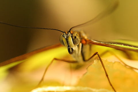 verde, libélula, tiro macro, fotografia macro, mosca, borboleta, inseto, erro, macro, natureza, animal, fechar-se, asa animal, antena animal, animais selvagens, cor verde, insetos, invertebrado, beleza na natureza, animais e animais de estimação, temas animais, um animal, animais em estado selvagem, foco seletivo, ninguém, parte do corpo animal, plantar, dia, artrópode, zoologia, focar em primeiro plano, olho animal, perna de animal, 4K, CC0, domínio público, royalty free
