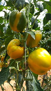 Capsicum, Tree, Vegetable, capsicum tree, growth, leaf, fruit, food and drink, agriculture, plant, plant part, green color, healthy eating, nature, freshness, food, close-up, no people, yellow, day, beauty in nature, outdoors, ripe, 5K, CC0, public domain, royalty free