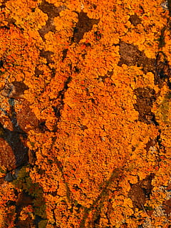arbre, registre, teixir, cobert, gelbflechte normal, liquen groc, xanthoria parietina, escorça, fons, naturalesa, textura, primer pla, macro, marró, patró, vermell, groc, marc complet, cap gent, dia, color taronja, aspre, resistent, a l'aire lliure, vista d’angle alt, espatllat, brutícia, patró natural, bellesa a la natura, rock, terra, liquen, 4K, CC0, domini públic, lliure de regalies