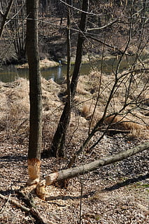 albero, foresta, casette di castori, costruzione, acqua, primavera, pianta, terra, tronco, tronco d'albero, natura, la tranquillità, giorno, nessuno, bellezza nella natura, scena tranquilla, scena non urbana, scenics - natura, crescita, ramo, luce del sole, all'aperto, bosco, pianta morta, 1080P, CC0, dominio pubblico, privo di copyright