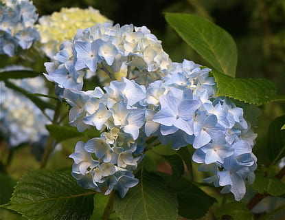 blau, ortensia, flor, florir, Hortensia blava, planta, arbust, jardí, primavera, naturalesa, full, bellesa a la natura, fragilitat, primer pla, planta amb flors, vulnerabilitat, pètal, creixement, frescor, part de la planta, inflorescència, cap de flor, centrar-se en primer pla, cap gent, Color blanc, dia, a l'aire lliure, Ram de flors, porpra, lila, 2K, CC0, domini públic, lliure de regalies