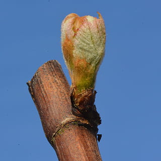 primăvară, natură, ramură, buton, cactus, creştere, saguaro cactus, vedere unghiulară joasă, albastru, nici o persoana, cer senin, cer, plantă, zi, spațiu copie, a închide, în aer liber, copac, frumusețe în natură, lumina soarelui, liniște, începuturi, plante stem, lemn - material, 4K, CC0, domeniu public, fără drepturi de autor