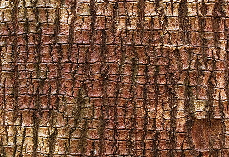 latra, copac, mastic, model, lemn, maro, natură, ţese, a închide, trunchi de copac, texturată, zi, nici o persoana, în aer liber, fundaluri, cadru complet, stare brută, erodate, vechi, trompă, ruginit, lemn - material, deteriorat, declin, texturat efect, țiglă, 1080P, CC0, domeniu public, fără drepturi de autor