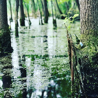 natura, albero, riflessione, tronco, rami, sforzo, paesaggio, estate, fiori, le foglie, primavera, sole, luce, vecchio albero, legna, foresta, verde, schiuma, bagnato, tranquillo, calmo, fogliame, palude, tronco d'albero, acqua, all'aperto, nessuno, pianta, crescita, giorno, concentrarsi sulle conoscenze acquisite, bellezza nella natura, terra, la tranquillità, colore verde, avvicinamento, muschio, messa a fuoco selettiva, lago, legno - materiale, abbaiare, lichene, 2K, CC0, dominio pubblico, privo di copyright