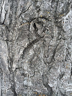 escorça d'arbre, gris, textura, escorça, naturalesa, tronc, arbre, aspre, superfície, fusta, bosc, resistent, sec, envelliment, fons, patró, primer pla, tronc de l'arbre, material de fusta, marró, material, macro, resum, rock - object, marc complet, cap gent, sòlid, rock, dia, a l'aire lliure, escorça de la planta, geologia, primer pla extrem, fons abstractes, efecte texturat, 2K, CC0, domini públic, lliure de regalies